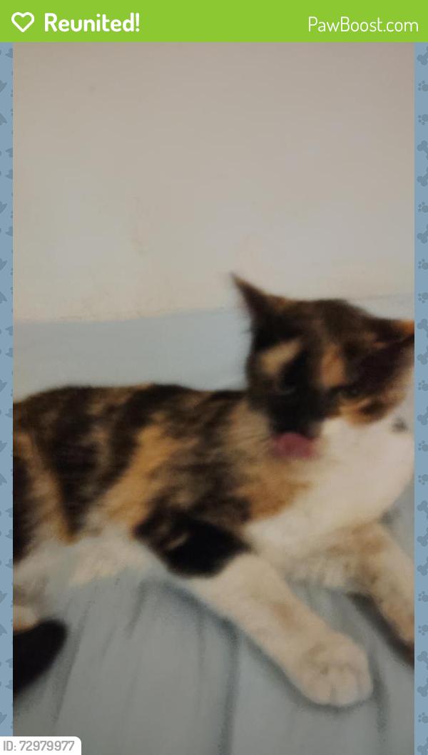 Reunited Female Cat last seen E Carson and 15th Street , Las Vegas, NV 89101