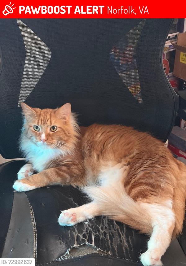 Lost Male Cat last seen 11th Bay Oceanview area, Norfolk, VA 23518