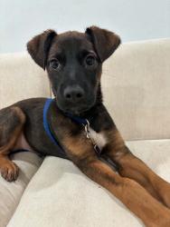 Found/Stray Male Dog last seen Park manor & happy canyon, Dallas, TX 75241