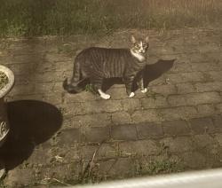 Found/Stray Unknown Cat last seen Gates-Chili high school area, Gates, NY 14606