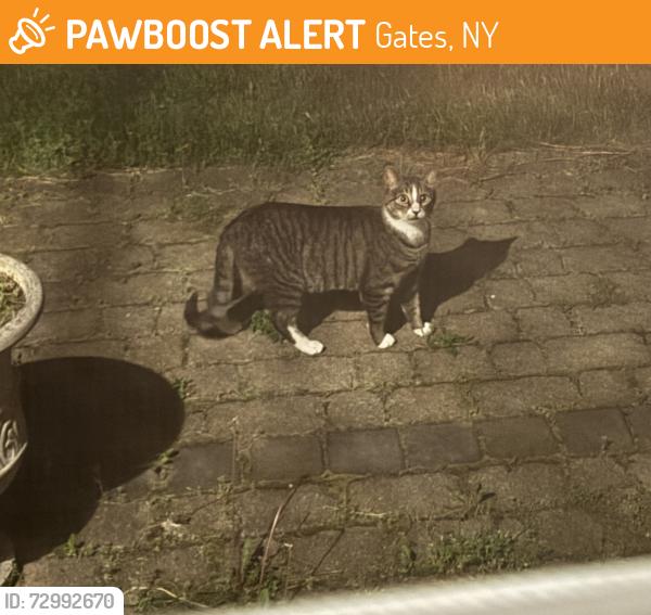 Found/Stray Unknown Cat last seen Gates-Chili high school area, Gates, NY 14606