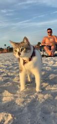 Lost Female Cat last seen Toasted Monkey , St. Pete Beach, FL 33706