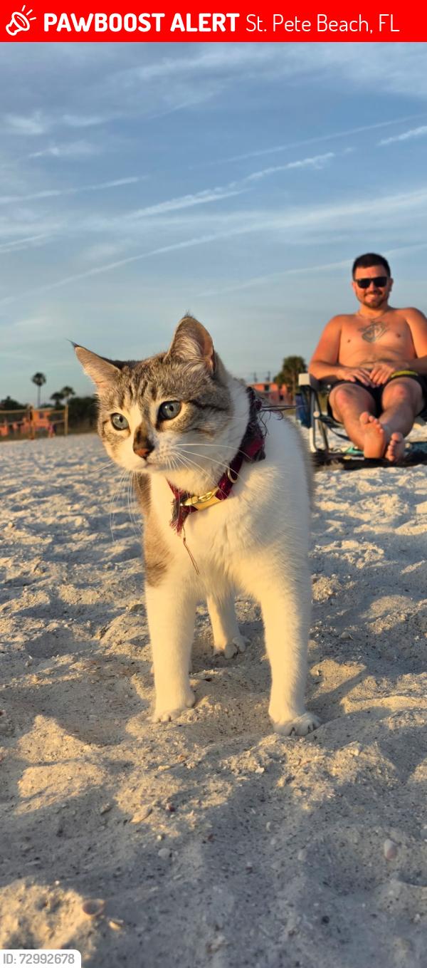 Lost Female Cat last seen Toasted Monkey , St. Pete Beach, FL 33706
