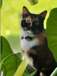 Lost Female Cat last seen South Isabella Ave between Via Campo and Riggin, Monterey Park, CA 91754