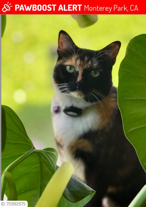 Lost Female Cat last seen South Isabella Ave between Via Campo and Riggin, Monterey Park, CA 91754