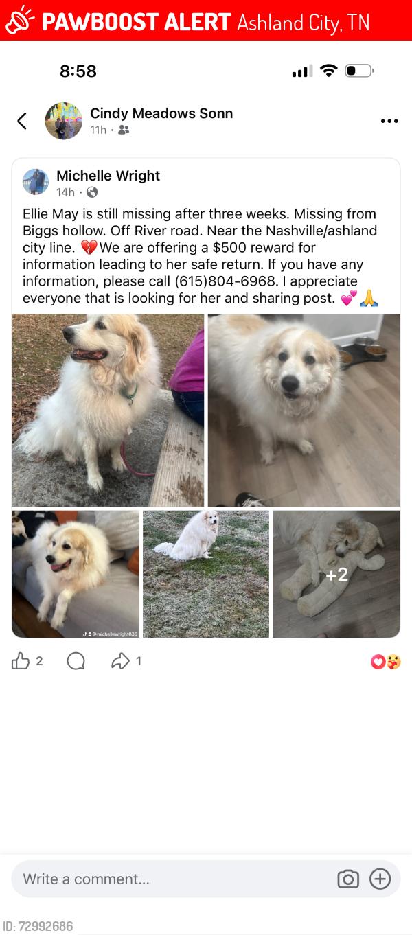 Lost Female Dog last seen Willowbrook rd Ashland city tn , Ashland City, TN 37015