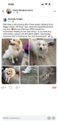 Lost Female Dog last seen Willowbrook rd Ashland city tn , Ashland City, TN 37015