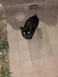 Found/Stray Unknown Cat last seen Elm street and east 35th street, Denver, CO 80207