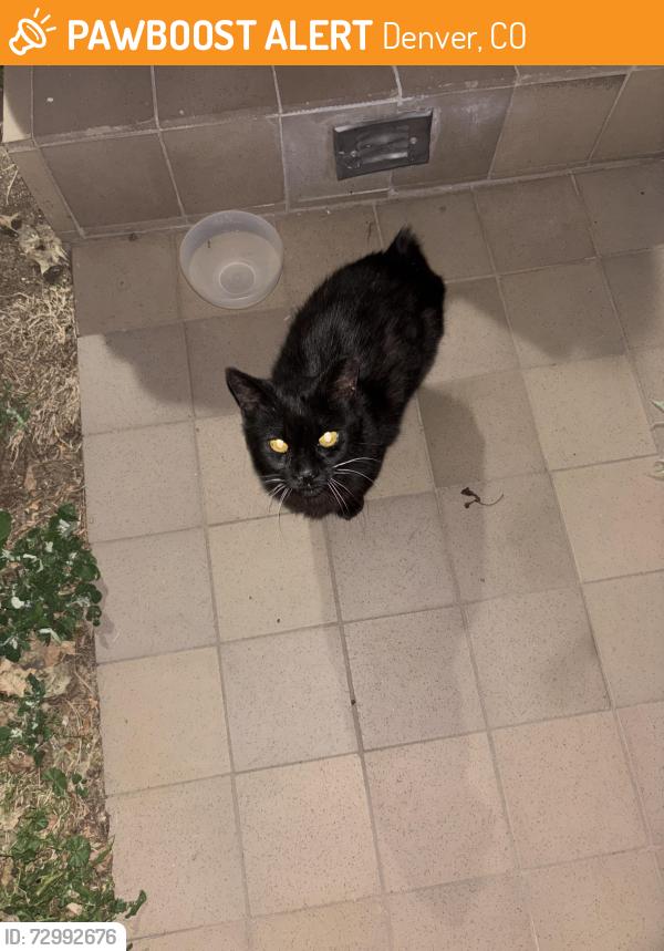 Found/Stray Unknown Cat last seen Elm street and east 35th street, Denver, CO 80207