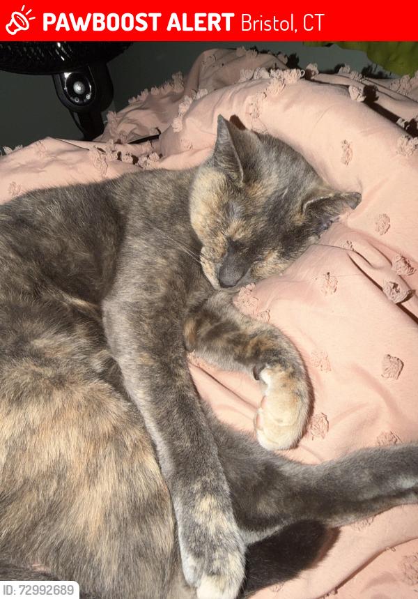 Lost Female Cat last seen Carolina Road, Nicholas Dr, Robertson St, Bristol, CT 06010