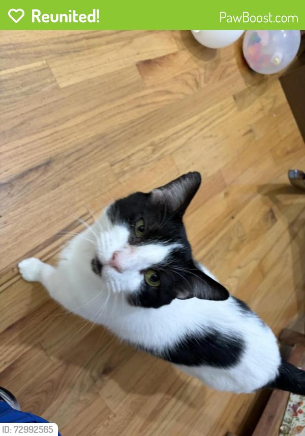 Reunited Male Cat last seen Rainsborough Neighborhood across from North Springs Park, Columbia, SC 29229
