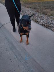 Reunited Male Dog last seen E Linvale Dr & Ventura, Aurora, CO 80013