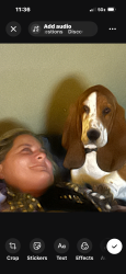 Lost Male Dog last seen 41st and Lewis, Tulsa, OK 74105