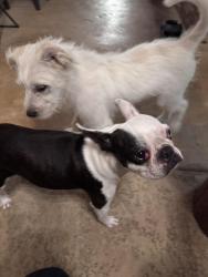 Reunited Female Dog last seen Encanto and Winslow , Fort Worth, TX 76109