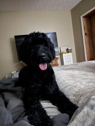 Lost Female Dog last seen Perimeter Rd, Dawsonville, GA 30534