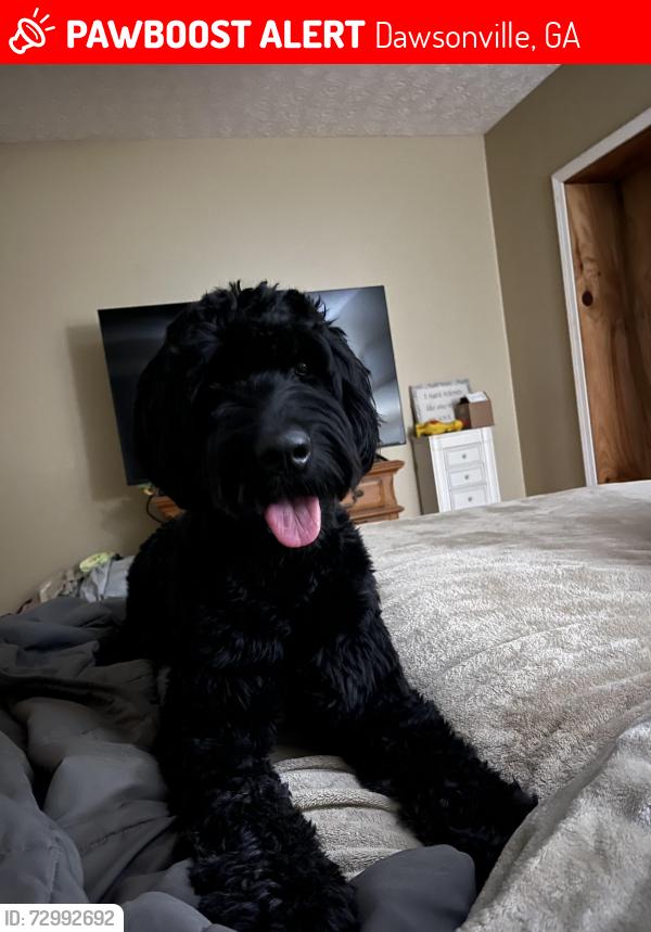 Deceased Female Dog last seen Perimeter Rd, Dawsonville, GA 30534