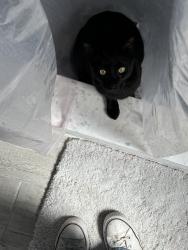 Lost Female Cat last seen Adjacent to country club, Orlando, FL 32825