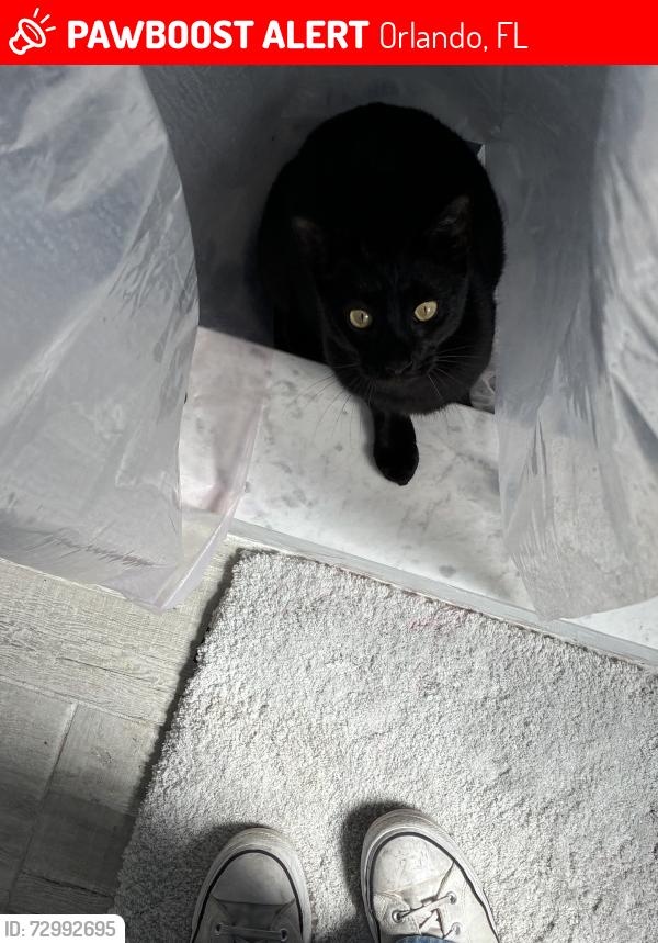 Lost Female Cat last seen Adjacent to country club, Orlando, FL 32825