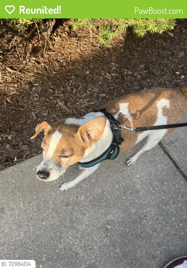 Reunited Male Dog last seen Addison and Lincoln, Chicago, IL 60613