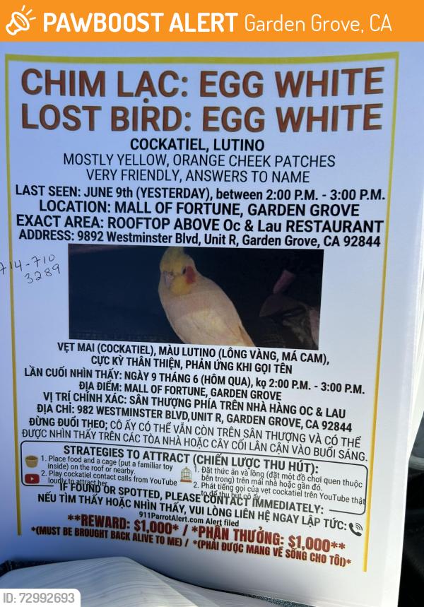 Found/Stray Unknown Bird last seen Near Westminster Blvd Garden Grove OC&Lau Restaurant , Garden Grove, CA 92844