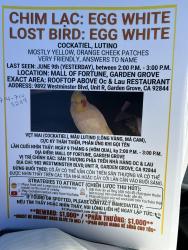 Found/Stray Unknown Bird last seen Near Westminster Blvd Garden Grove OC&Lau Restaurant , Garden Grove, CA 92844