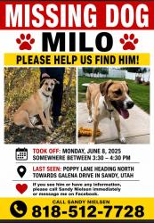 Lost Male Dog last seen Poppy Lane Sandy, UT, Sandy, UT 84092