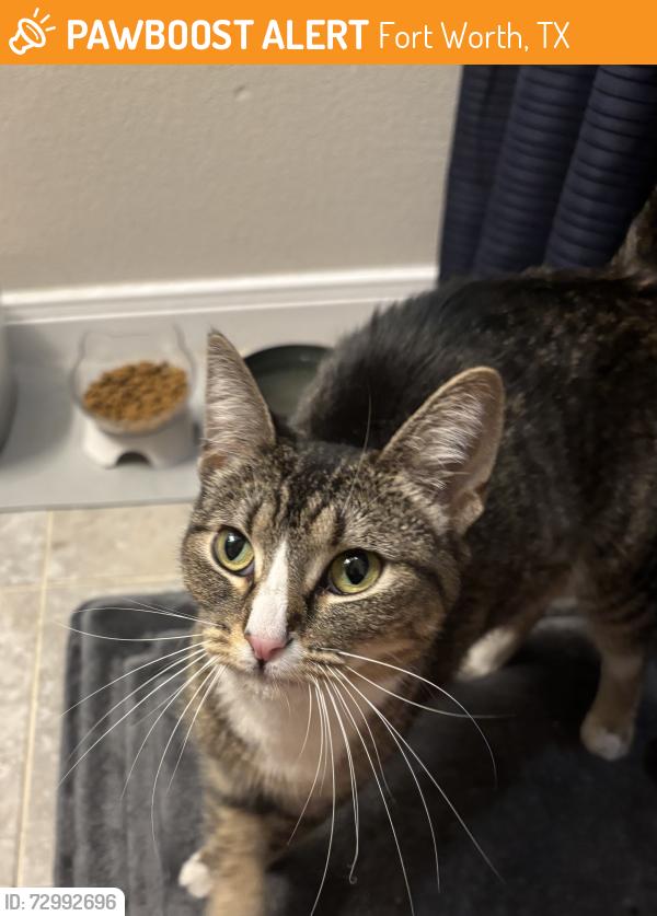 Found/Stray Female Cat last seen Longhorn Crossing apmt Complex, Fort Worth, TX 76179