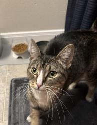Found/Stray Female Cat last seen Longhorn Crossing apmt Complex, Fort Worth, TX 76179