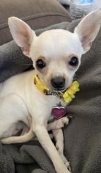 Lost Female Dog last seen Prescott, Corpus Christi, TX 78416