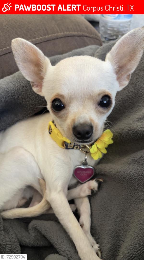 Lost Female Dog last seen Prescott, Corpus Christi, TX 78416