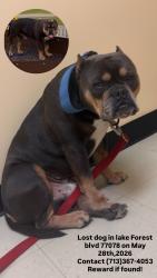 Lost Male Dog last seen Near lake forest blvd Houston tx 77078, Houston, TX 77078