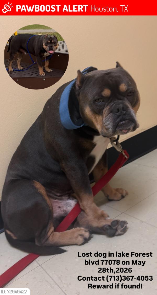 Lost Male Dog last seen Near lake forest blvd Houston tx 77078, Houston, TX 77078