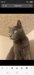Lost Female Cat last seen Hensley at corona pointe, Corona, CA 92881