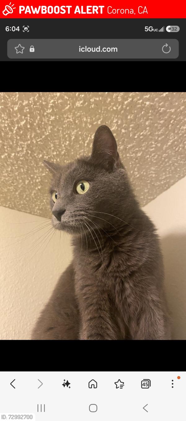 Lost Female Cat last seen Hensley at corona pointe, Corona, CA 92881