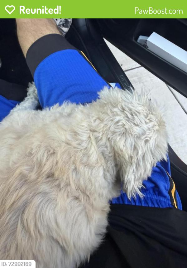 Reunited Female Dog last seen Willowmore Dr/ buttonwood lane, Fontana, CA 92336