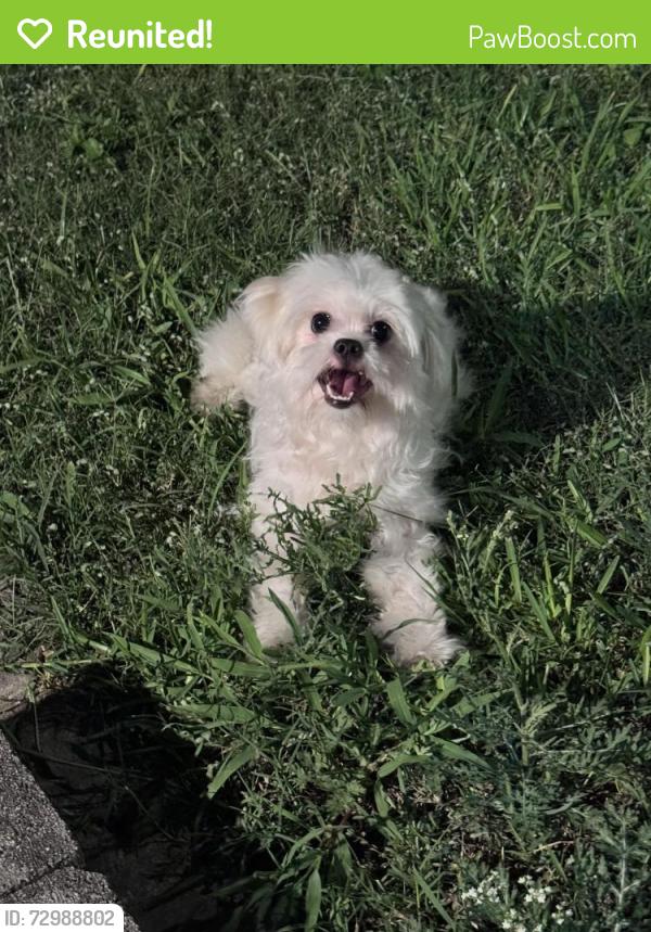 Reunited Unknown Dog last seen Brandywine and Maiden Ln, San Antonio, TX 78228