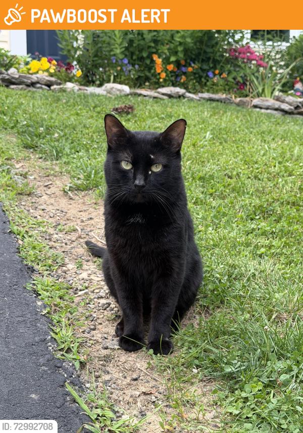 Found/Stray Male Cat last seen Wildflower Lane, Hamilton Township, OH 45039
