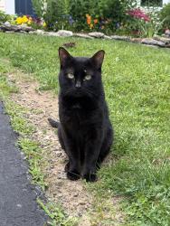 Found/Stray Male Cat last seen Wildflower Lane, Hamilton Township, OH 45039