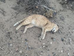 Found/Stray Unknown Cat last seen Eagle Ranch Rd. / All Saints Rd., Albuquerque, NM 87120