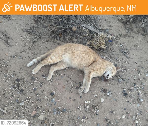 Found/Stray Unknown Cat last seen Eagle Ranch Rd. / All Saints Rd., Albuquerque, NM 87120