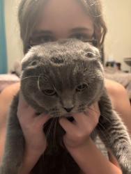 Lost Male Cat last seen Shamrock Ct, South San Francisco, CA 94080