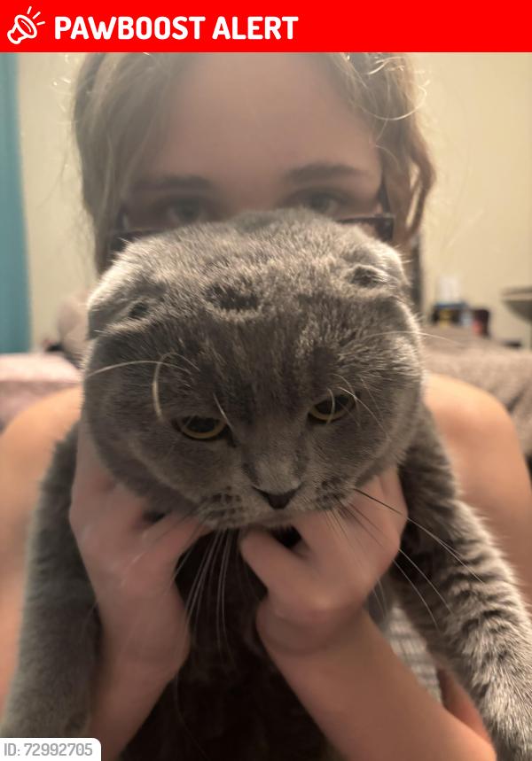 Lost Male Cat last seen Shamrock Ct, South San Francisco, CA 94080