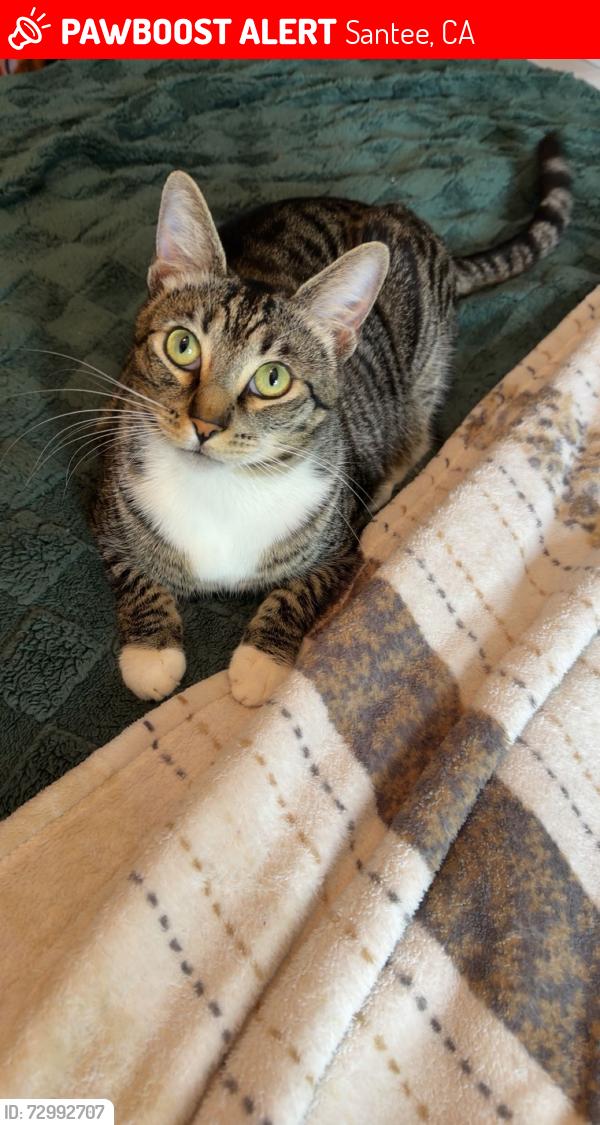 Lost Male Cat last seen Santee Lakes, Santee, CA 92071