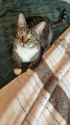 Lost Male Cat last seen Santee Lakes, Santee, CA 92071