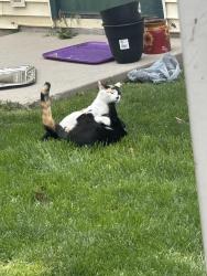 Reunited Female Cat last seen Birch and Idaho center , Nampa, ID 83687
