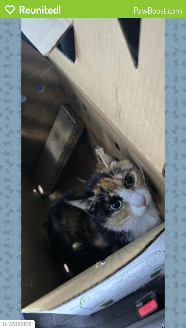 Reunited Female Cat last seen Near littlerock rd sw. Tumwater , Tumwater, WA 98512