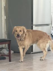 Reunited Male Dog last seen E Sahara Ave & S Sloan Ln, Sunrise Manor, NV 89142, USA, Sunrise Manor, NV 89142