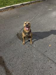 Lost Male Dog last seen Near w 7 th ave , Hialeah, FL 33012