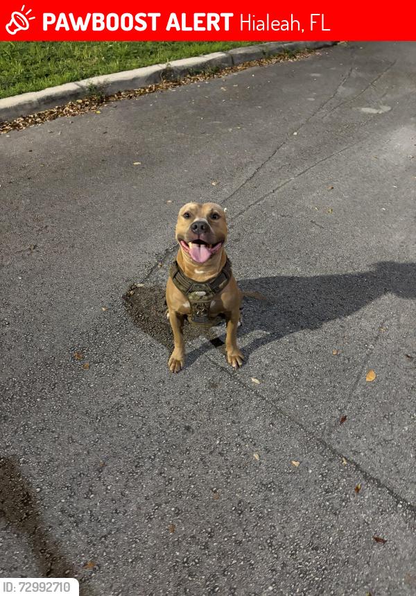 Lost Male Dog last seen Near w 7 th ave , Hialeah, FL 33012
