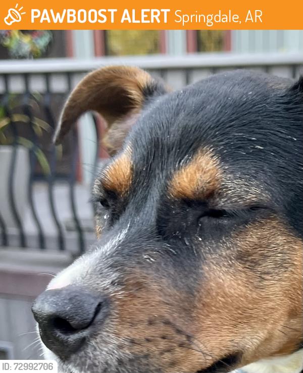 Rehomed Unknown Dog last seen Oak Manor Circle near Lake Fayettey, Springdale, AR 72764